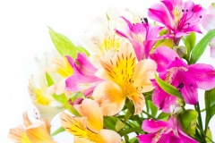 flowers_090