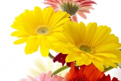 flowers_102