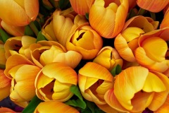 flowers_103