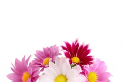 flowers_119