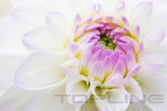 flowers_128