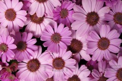 flowers_145