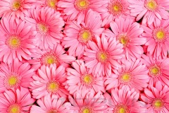 flowers_147