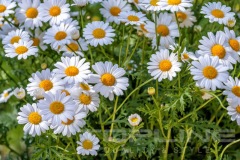 flowers_241_shutterstock_191640278