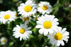 flowers_242_shutterstock_198610784