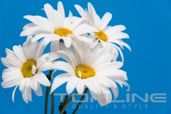 flowers_349