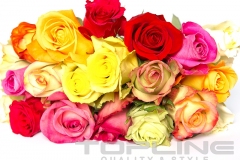 flowers_469